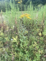 Solidago juncea