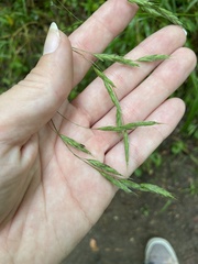 Bromus