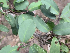 Ilex discolor tolucana