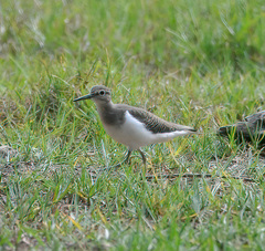 Actitis hypoleucos