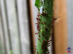 Macrosiphini