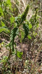 Amaranthus palmeri