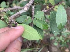 Ilex discolor tolucana
