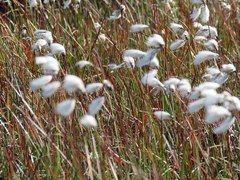Eriophorum angustifolium