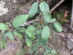 Ilex discolor tolucana