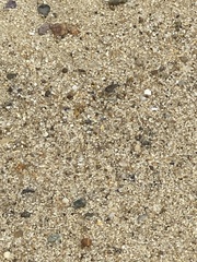 Cicindela hirticollis
