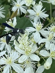 Clematis virginiana