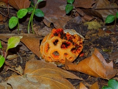 Clathrus ruber