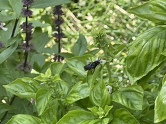 Melissodes bimaculatus