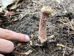Aureoboletus russellii