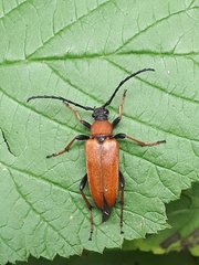 Stictoleptura rubra