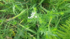 Galium album
