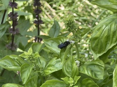 Melissodes bimaculatus