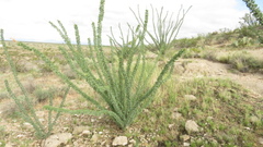 Fouquieria splendens