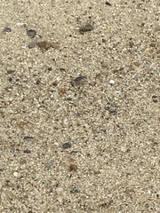 Cicindela hirticollis