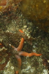 Henricia