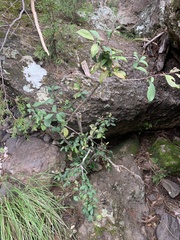 Ilex discolor tolucana