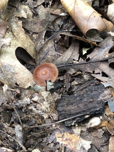 Marasmiellus biformis · iNaturalist