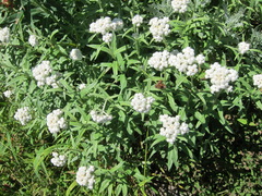 Anaphalis margaritacea