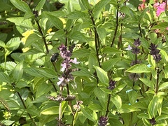 Melissodes bimaculatus