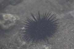 Echinometra vanbrunti