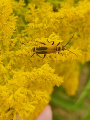 Chauliognathus pensylvanicus