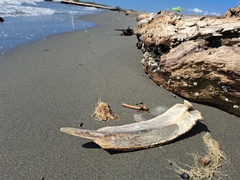 Caretta caretta