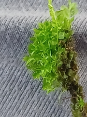 Plagiomnium cuspidatum