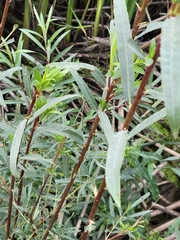 Salix interior