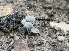 Mycena subcaerulea