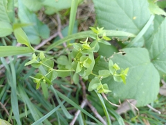 Euphorbia peplus