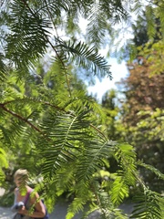 Metasequoia