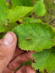 Stictocephala basalis