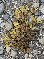 Fucus