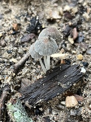 Mycena subcaerulea