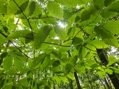 Castanea