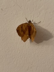 Camptogramma bilineata