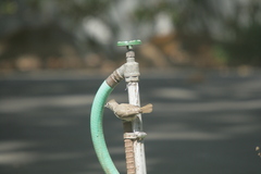 Baeolophus inornatus