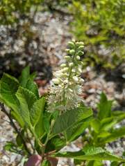 Formicidae