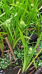 Sparganium eurycarpum