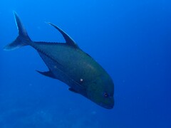 Caranx lugubris