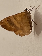 Camptogramma bilineata