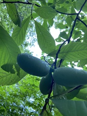 Asimina triloba
