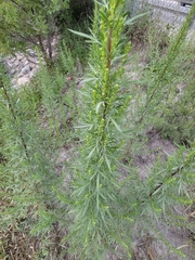 Artemisia biennis