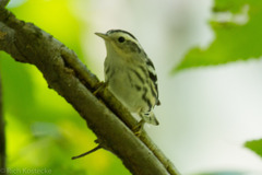 Mniotilta varia