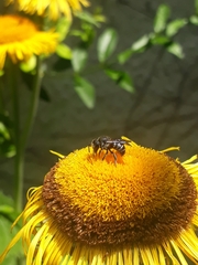 Stelis punctulatissima