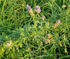 Medicago sativa