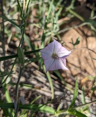 Convolvulus equitans