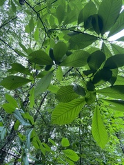 Asimina triloba