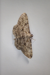 Peribatodes rhomboidaria